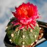 Купить семена кактуса Astrophytum asterias red flowers Купить семена кактуса Astrophytum asterias red flowers