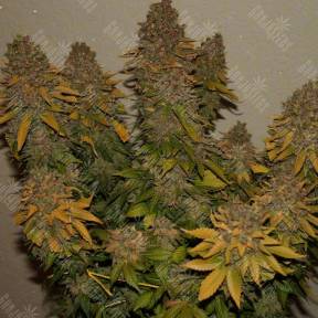G13 Skunk feminised Ganja Seeds