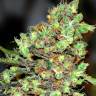 G13 Skunk feminised Ganja Seeds G13 Skunk feminised Ganja Seeds