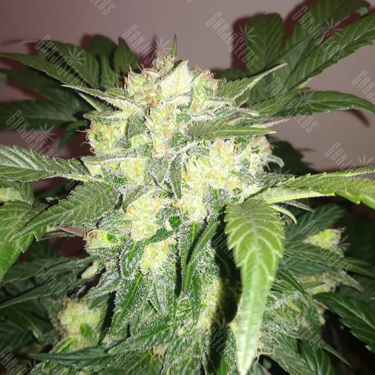семена индийской конопли Auto Blue Diesel regular семена индийской конопли Auto Blue Diesel regular