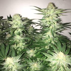 Auto Alter Ego regular Ganja Seeds