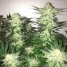 семена конопли Auto Alter Ego regular семена конопли Auto Alter Ego regular