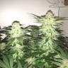 заказ семян конопли Auto Alter Ego regular заказ семян конопли Auto Alter Ego regular