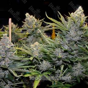 Blue Mango feminised Ganja Seeds