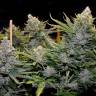 семена конопли недорого Blue Mango feminised семена конопли недорого Blue Mango feminised