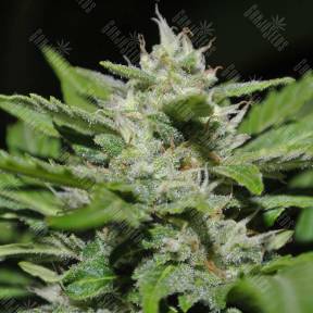Auto Buddha Syrup feminised Buddha Seeds