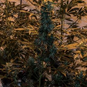 Auto Cobra regular Ganja Seeds