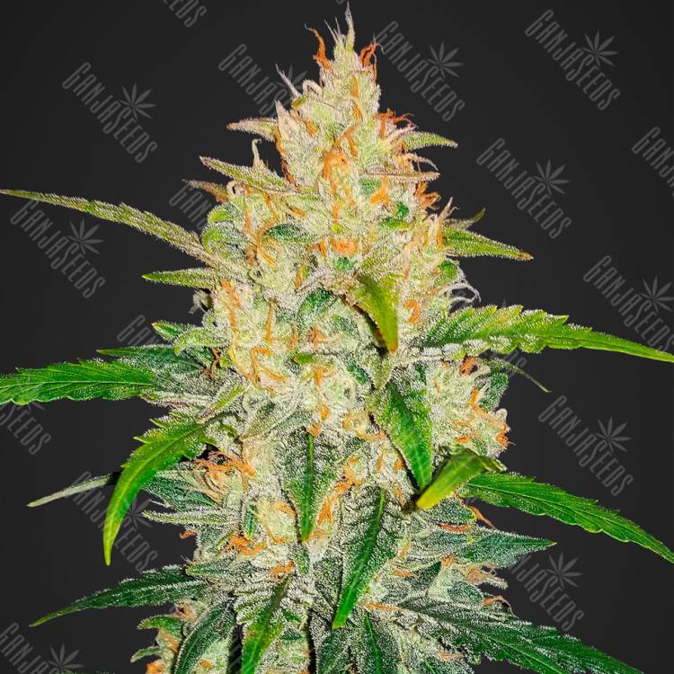 семена конопли для курения Auto Zkittlez OG feminised Barneys Farm семена конопли для курения Auto Zkittlez OG feminised Barneys Farm