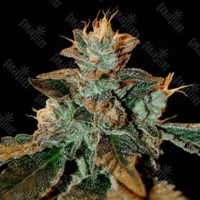 Cataract Kush feminised DNA Genetics