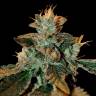купить семена конопли Cataract Kush feminised DNA Genetics купить семена конопли Cataract Kush feminised DNA Genetics