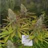 семена индийской конопли 30st Anniversary Mix feminised Dutch Passion Seeds семена индийской конопли 30st Anniversary Mix feminised Dutch Passion Seeds