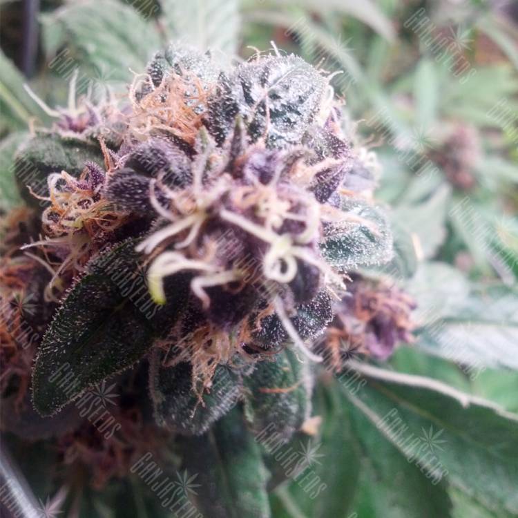 семена индийской конопли Red Purps feminised Female Seeds