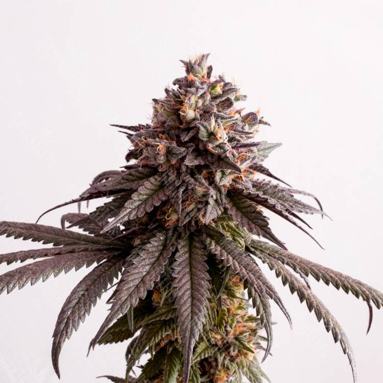 семена конопли аутдор Gelato-K feminised Kannabia Seeds семена конопли аутдор Gelato-K feminised Kannabia Seeds