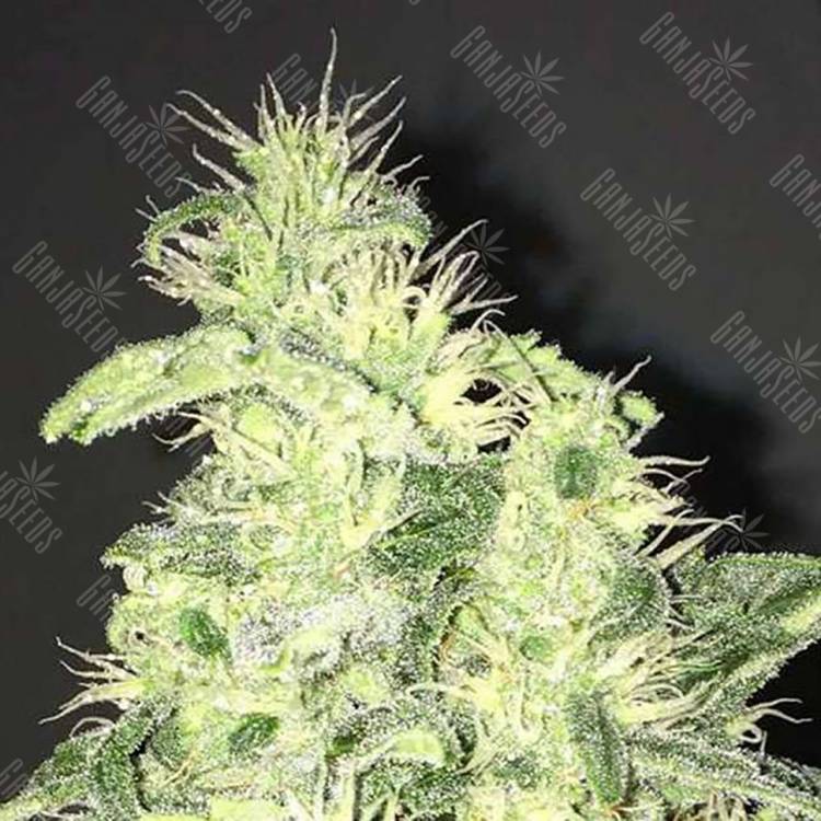 конопля семена сорта заказать Supreme CBD Kush feminised Nirvana Seeds конопля семена сорта заказать Supreme CBD Kush feminised Nirvana Seeds