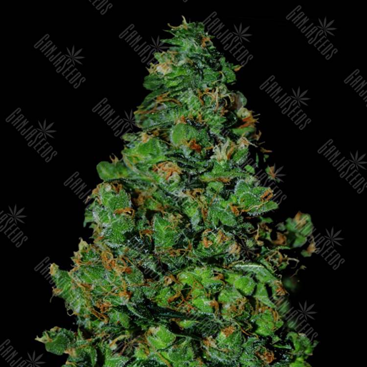 семена конопли для выращивания Auto Membrana Hiper feminised VIP Seeds семена конопли для выращивания Auto Membrana Hiper feminised VIP Seeds