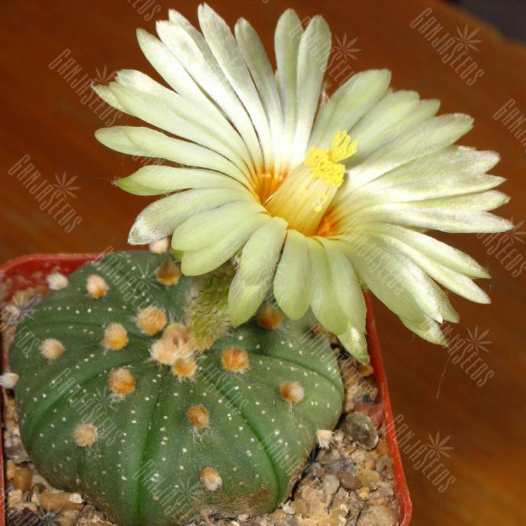 Семена кактуса Astrophytum asterias