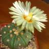Семена кактуса Astrophytum asterias