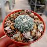 Купить семена кактуса Astrophytum asterias
