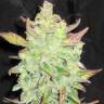 Auto Betty Boo feminised Ganja Seeds Auto Betty Boo feminised Ganja Seeds