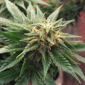 Auto Betty Boo feminised Ganja Seeds