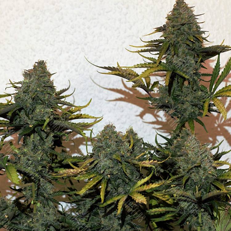 семена конопли с доставкой Cheese Berries feminised семена конопли с доставкой Cheese Berries feminised