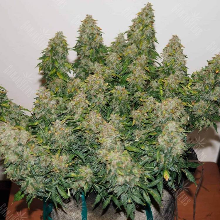 Auto Buddha White Dwarf feminised Buddha Seeds Auto Buddha White Dwarf feminised Buddha Seeds