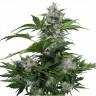 семена конопли аутдор Auto Buddha White Dwarf feminised Buddha Seeds семена конопли аутдор Auto Buddha White Dwarf feminised Buddha Seeds