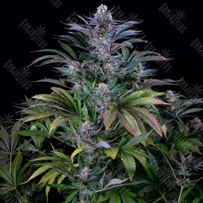 Silver Haze regular Ganja Seeds