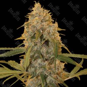 Chocolate Fondue feminised DNA Genetics