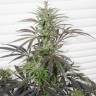 семена культурной конопли купить CBD Rich Mix feminised Dutch Passion Seeds