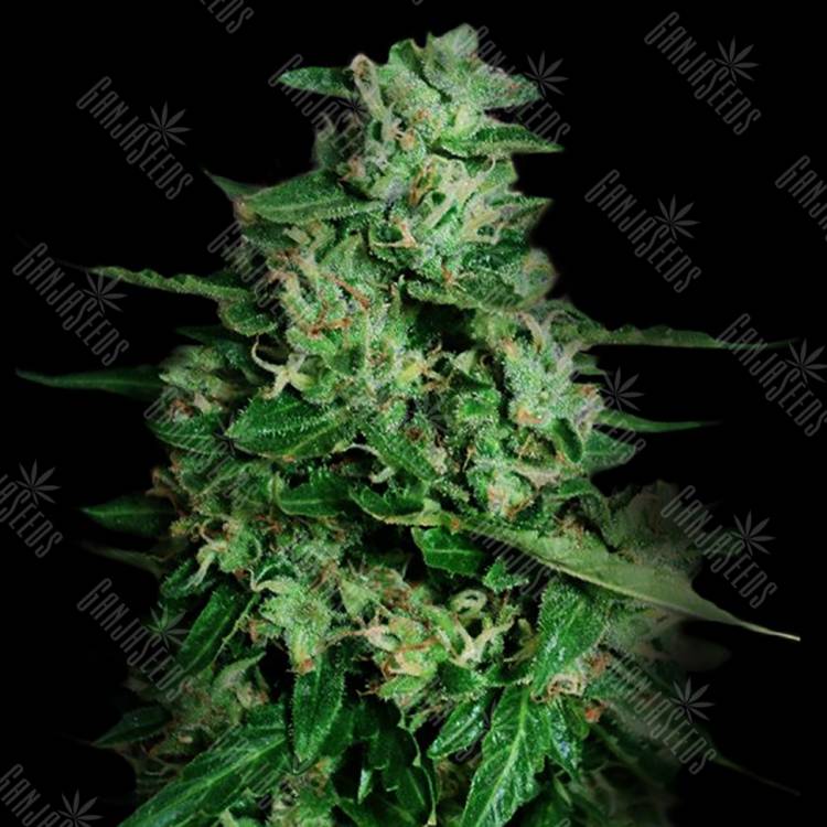 семена конопли в интернете Auto Northern Delights feminised VIP Seeds семена конопли в интернете Auto Northern Delights feminised VIP Seeds