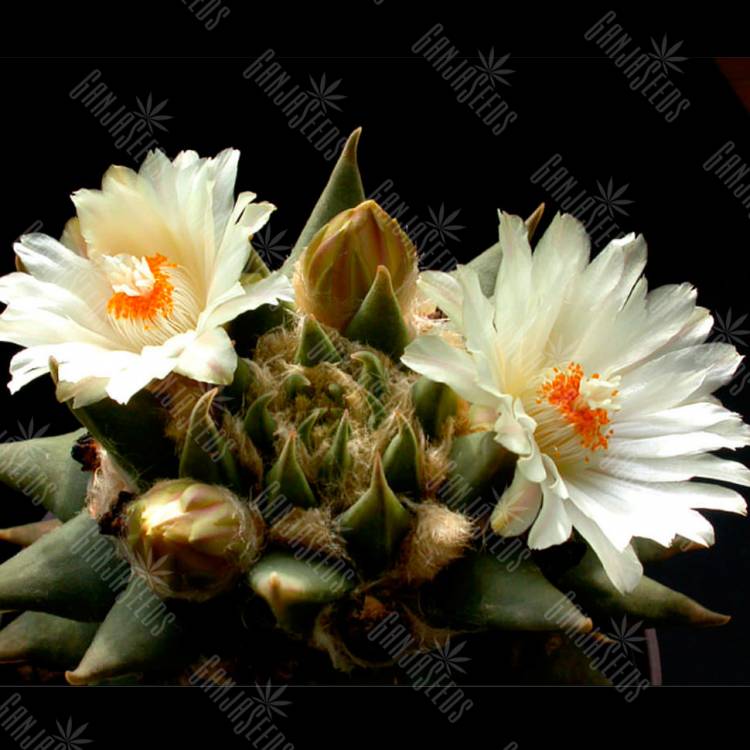 Семена кактусов Ariocarpus trigonus elongatus Семена кактусов Ariocarpus trigonus elongatus