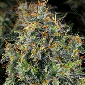 Top 44 feminised Ganja Seeds
