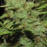 семена конопли почтой Auto Big Devil XL regular