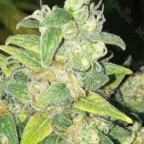 Auto Durban Poison feminised Ganja Seeds
