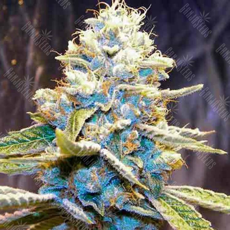 Auto Big Low feminised Seeds of Life Auto Big Low feminised Seeds of Life