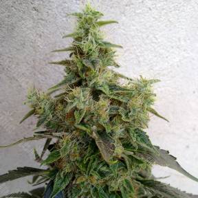 Astana City feminised Bang Seeds