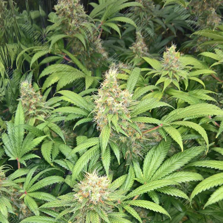 семена конопли для курения Skunk #1 regular Ganja Seeds семена конопли для курения Skunk #1 regular Ganja Seeds