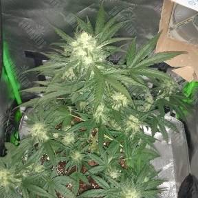 Auto LSD feminised Barneys Farm