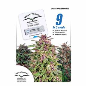 Dutch Outdoor Mix feminised Dutch Passion Seeds
