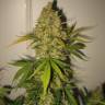 семена конопли для курения Skunk Special feminised Female Seeds семена конопли для курения Skunk Special feminised Female Seeds