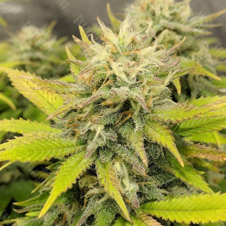 семена индийской конопли Aurora Indica regular Nirvana Seeds семена индийской конопли Aurora Indica regular Nirvana Seeds