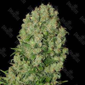 White Russian regular Serious Seeds