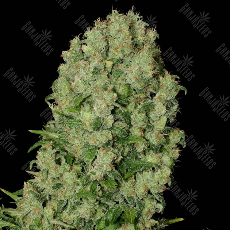 семена конопли курьером White Russian regular Serious Seeds семена конопли курьером White Russian regular Serious Seeds