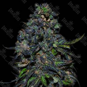 Auto Taison feminised VIP Seeds