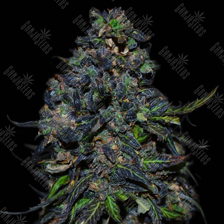 семена конопли скороспелый купить Auto Taison feminised VIP Seeds семена конопли скороспелый купить Auto Taison feminised VIP Seeds