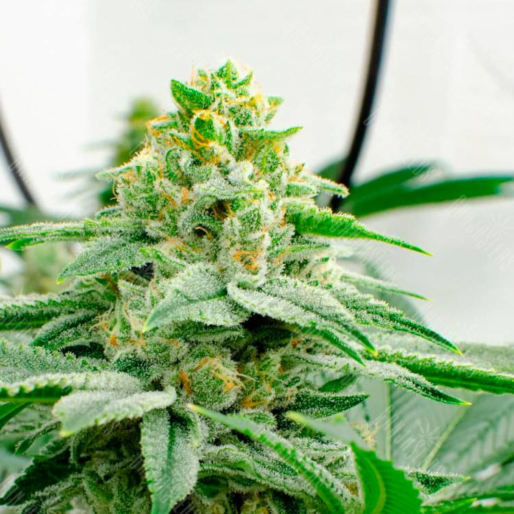 Семена конопли в России Kerosene Krash feminised Ganja Seeds