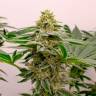Недорогие семена конопли Kerosene Krash feminised Ganja Seeds