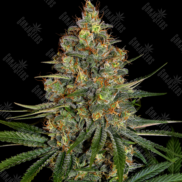 элитные семена конопли New York City feminised элитные семена конопли New York City feminised
