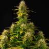 заказать онлайн семена конопли Auto Mamba Negra feminised заказать онлайн семена конопли Auto Mamba Negra feminised